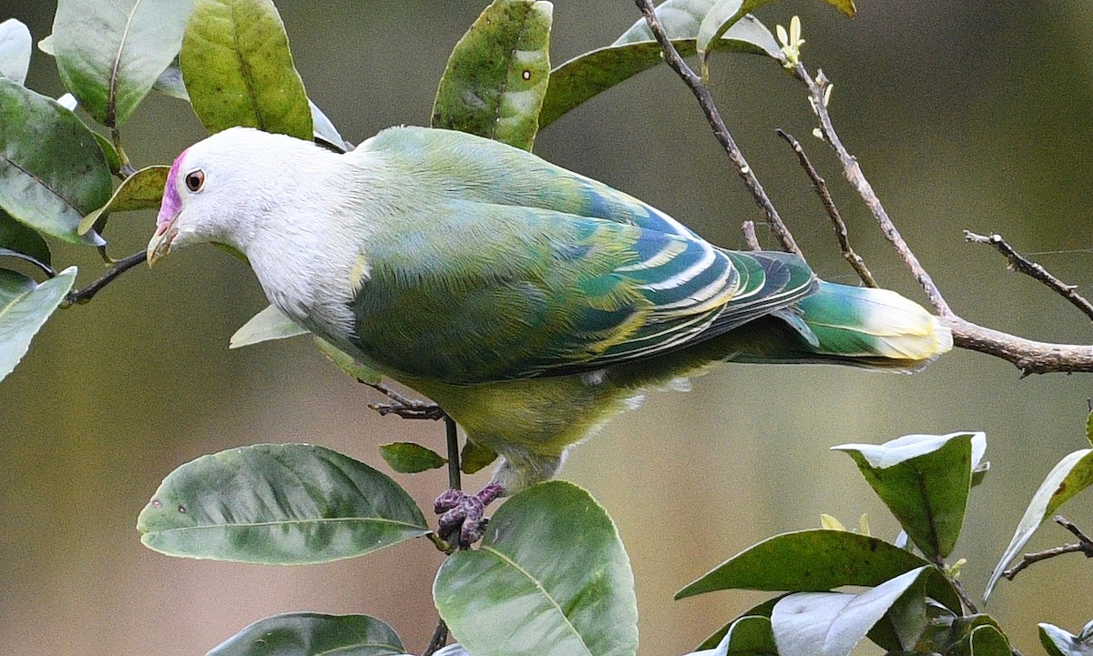 Cook Islands Fruit-Dove - ML623736247