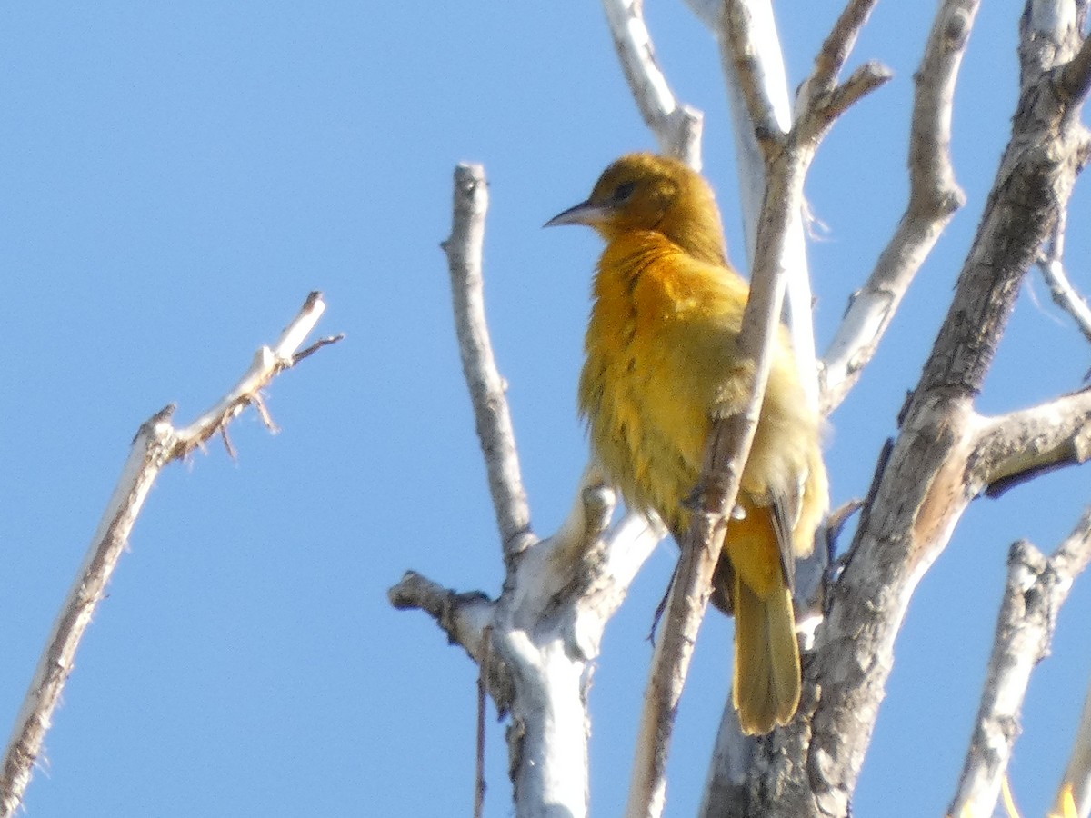 Baltimore Oriole - ML623736282