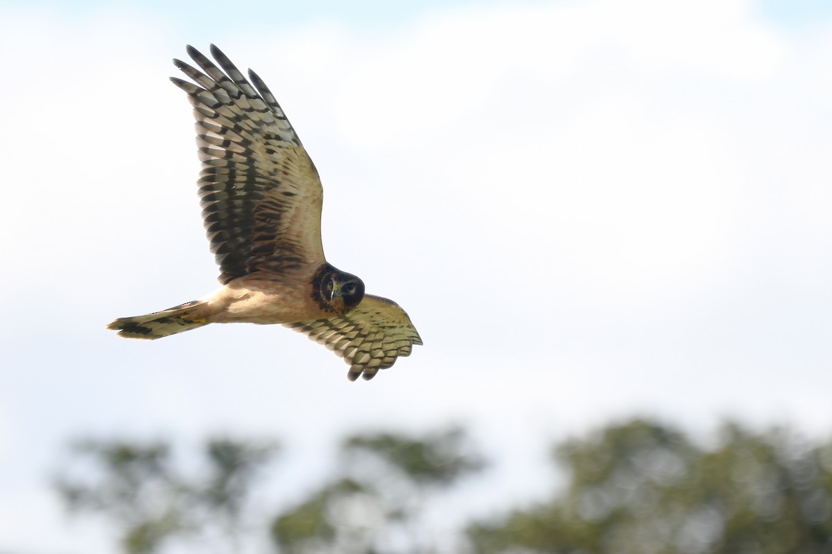 Northern Harrier - ML623736285