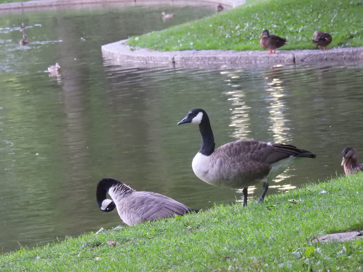 Canada Goose - Marie Asscherick