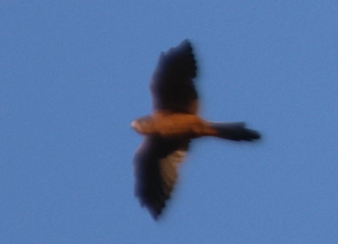 Eurasian Kestrel - Alan Shapiro