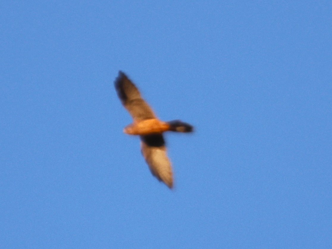 Eurasian Kestrel - ML623736297