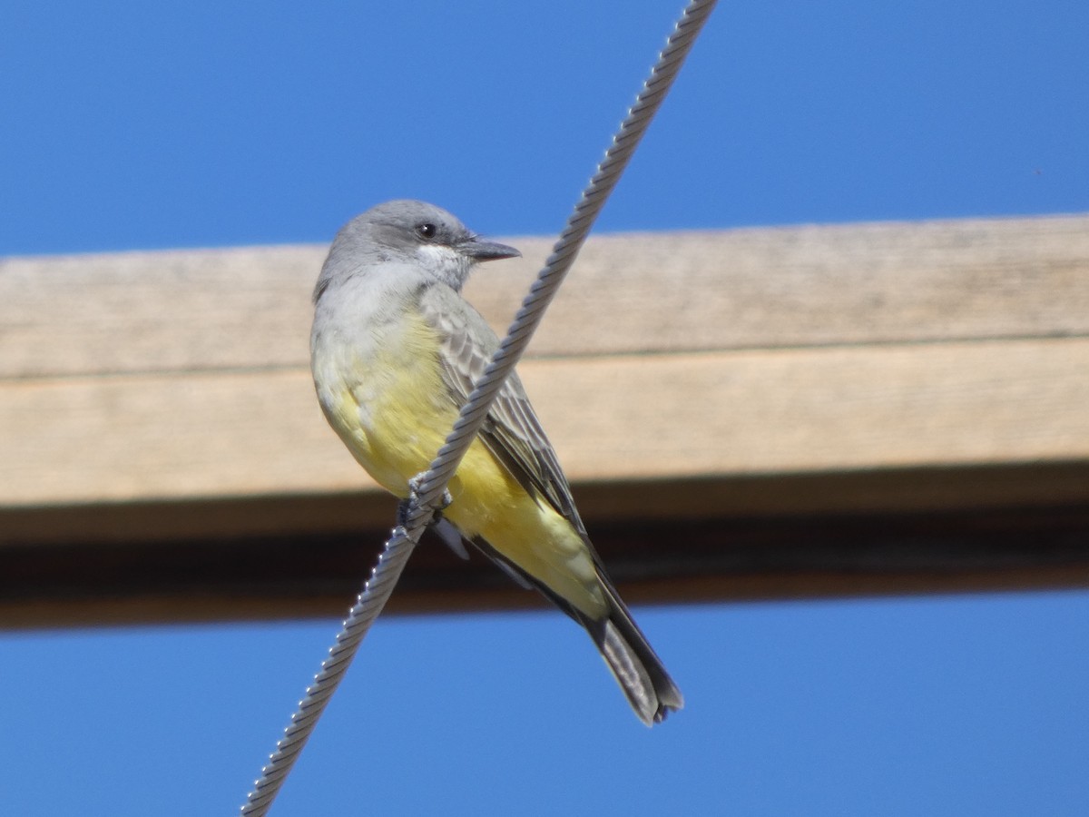 Cassin's Kingbird - ML623736300