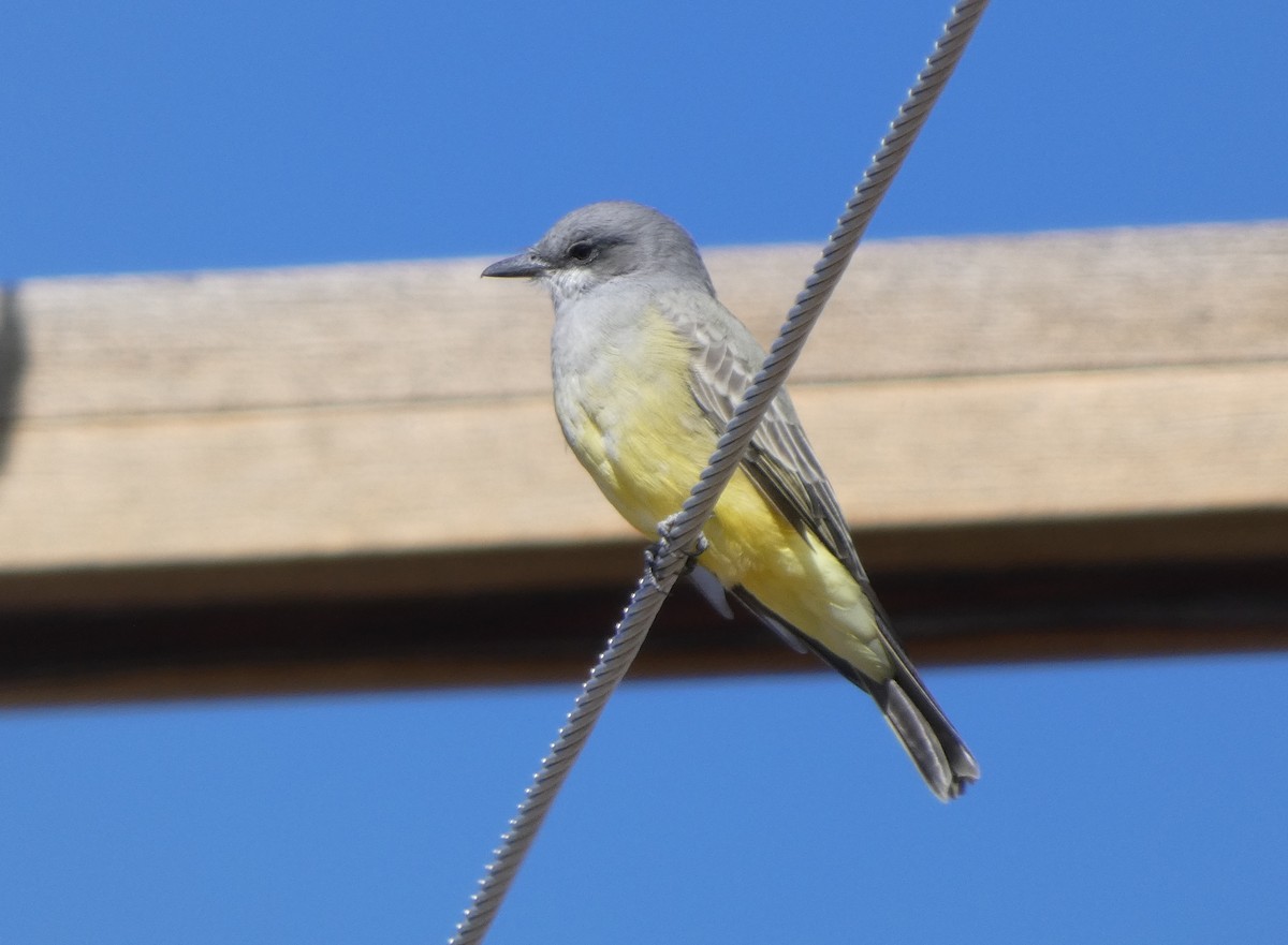 Cassin's Kingbird - ML623736301