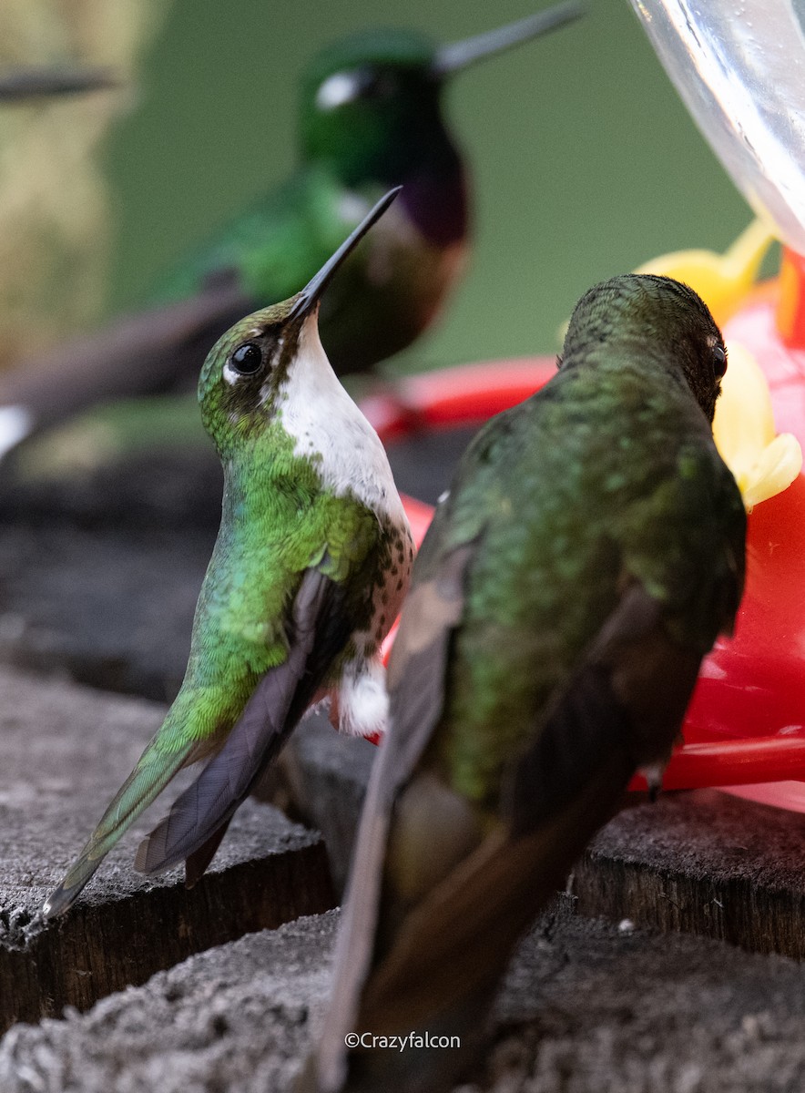 White-booted Racket-tail - Qiang Zeng