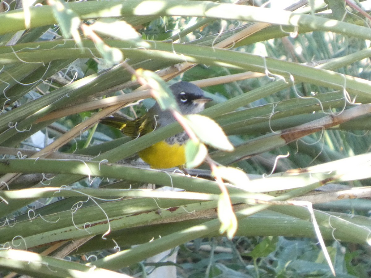 MacGillivray's Warbler - ML623736335