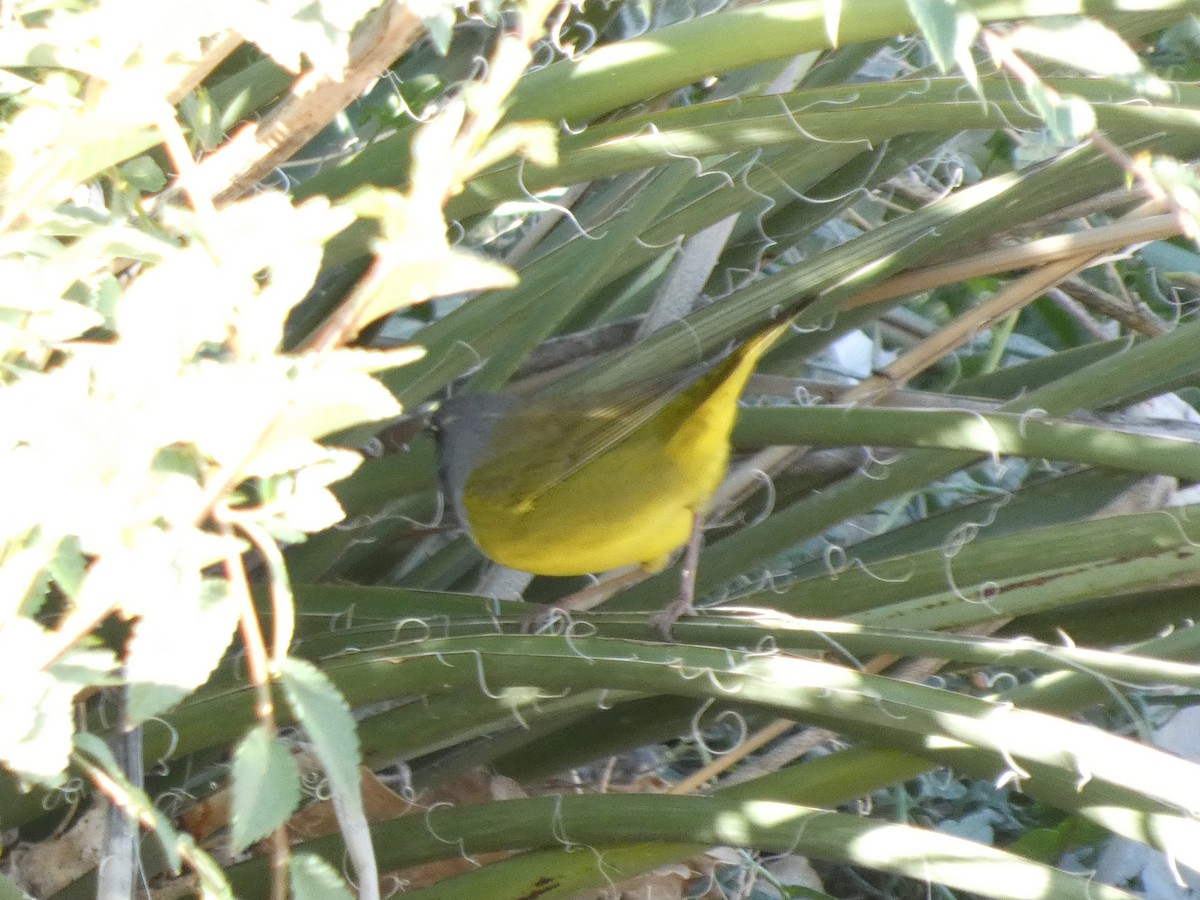 MacGillivray's Warbler - ML623736341