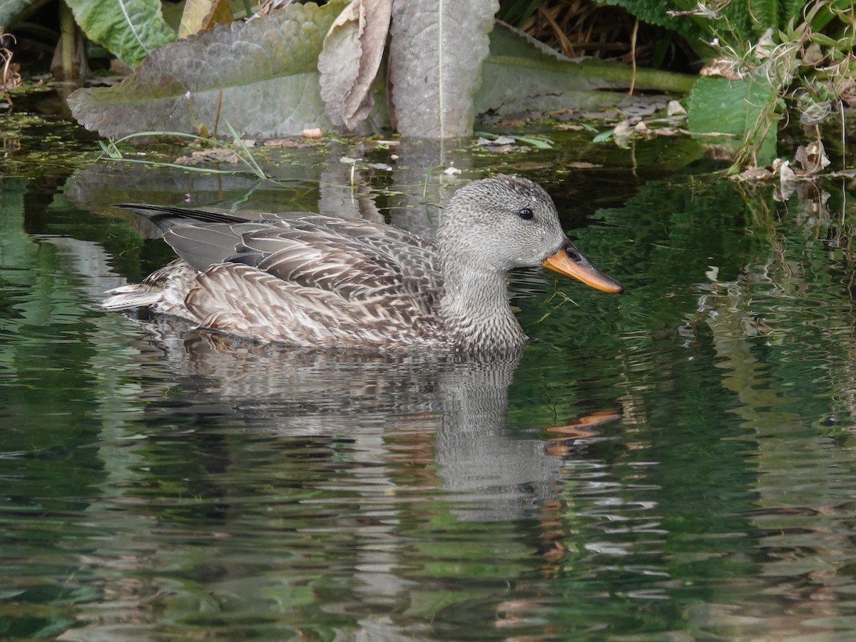 Gadwall - Jeff Nordstrom