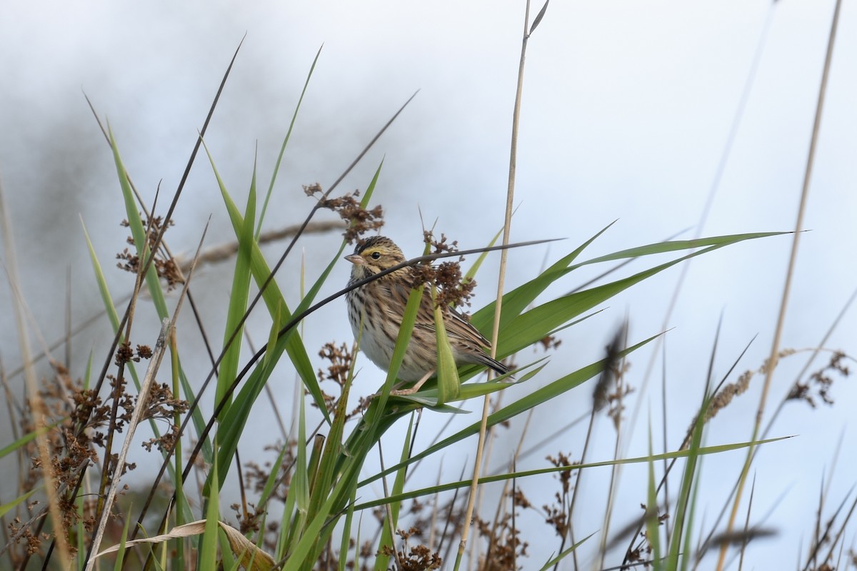 Savannah Sparrow - ML623736348