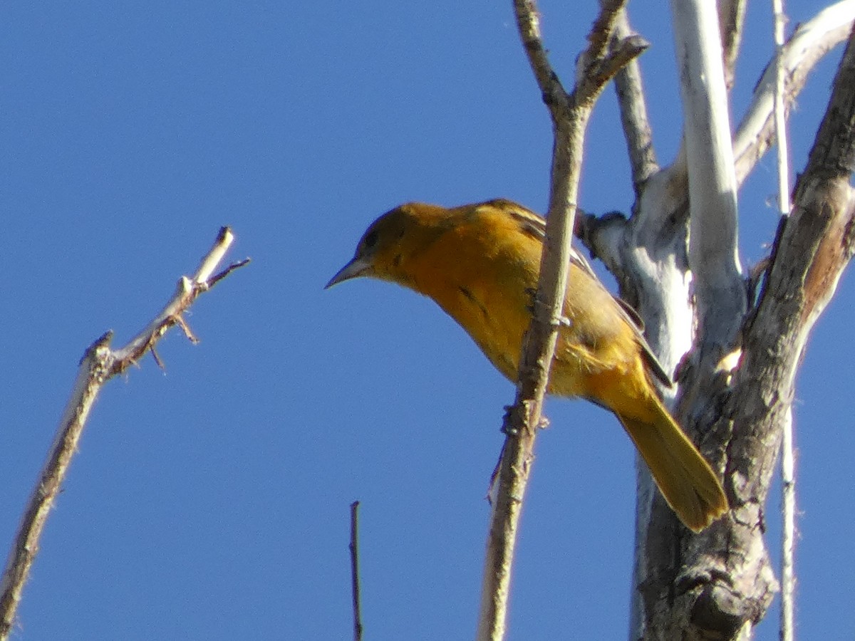 Baltimore Oriole - ML623736369