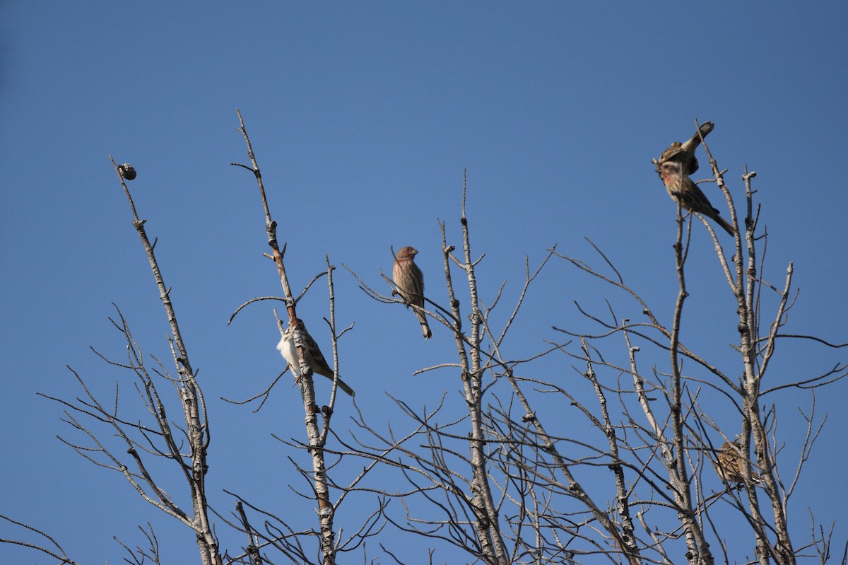 House Finch - ML623736386