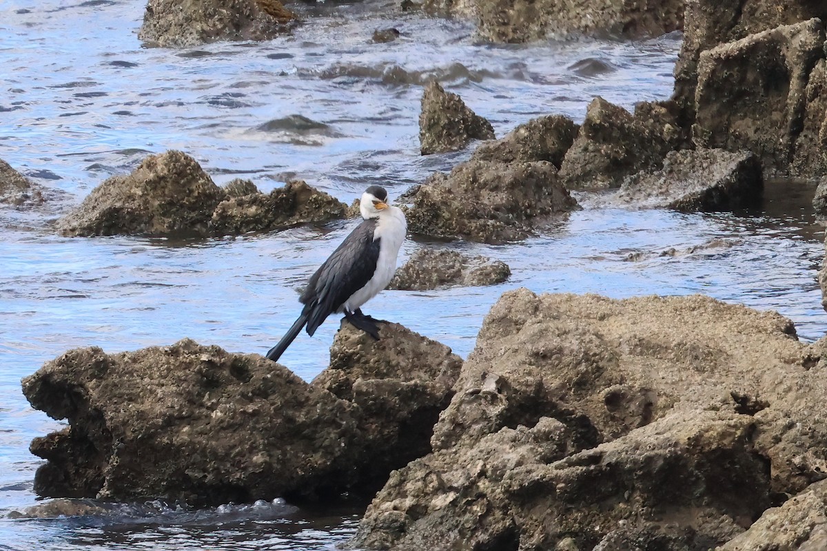 Cormorán Piquicorto - ML623736409