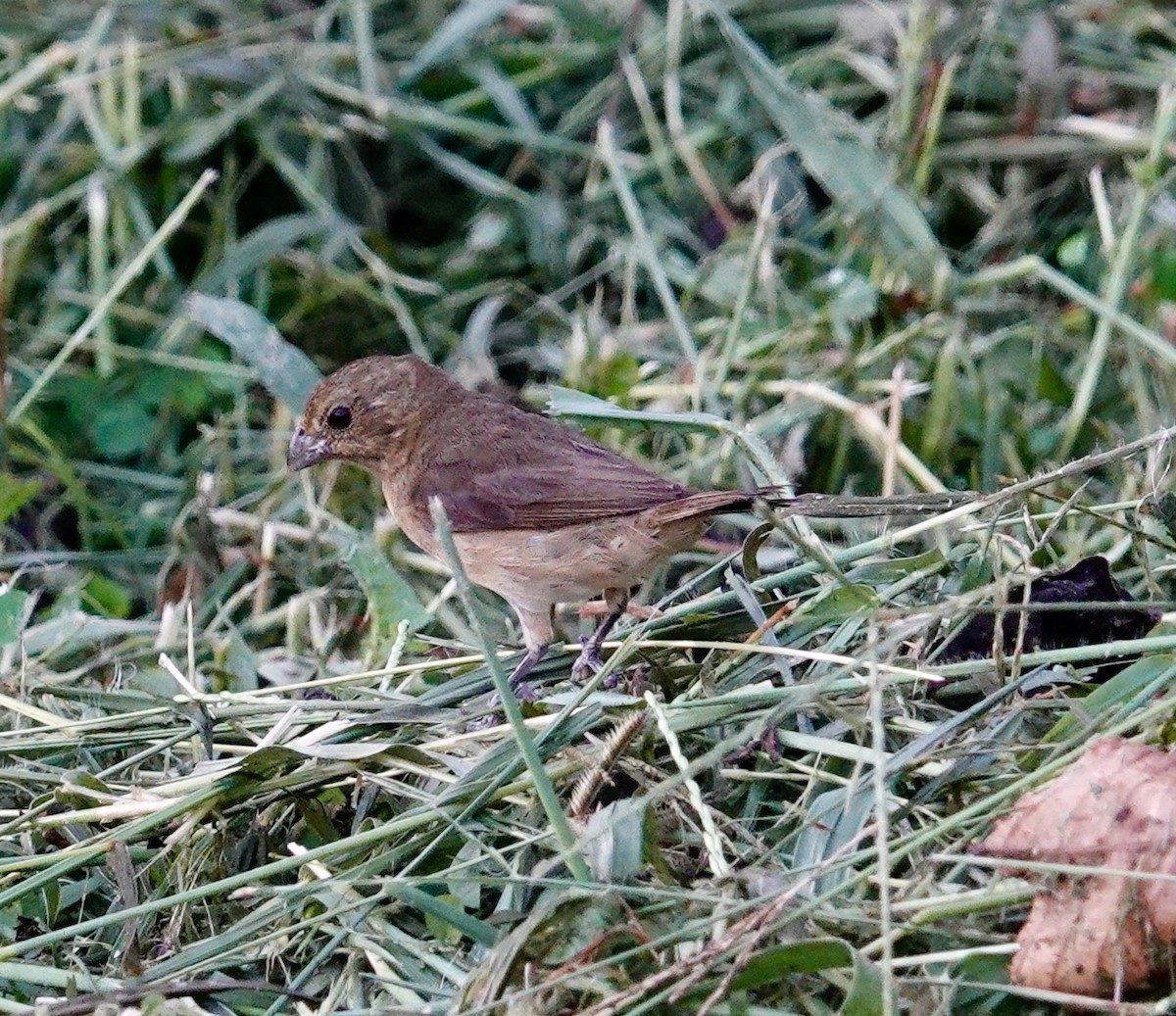 Variable Seedeater - ML623736423