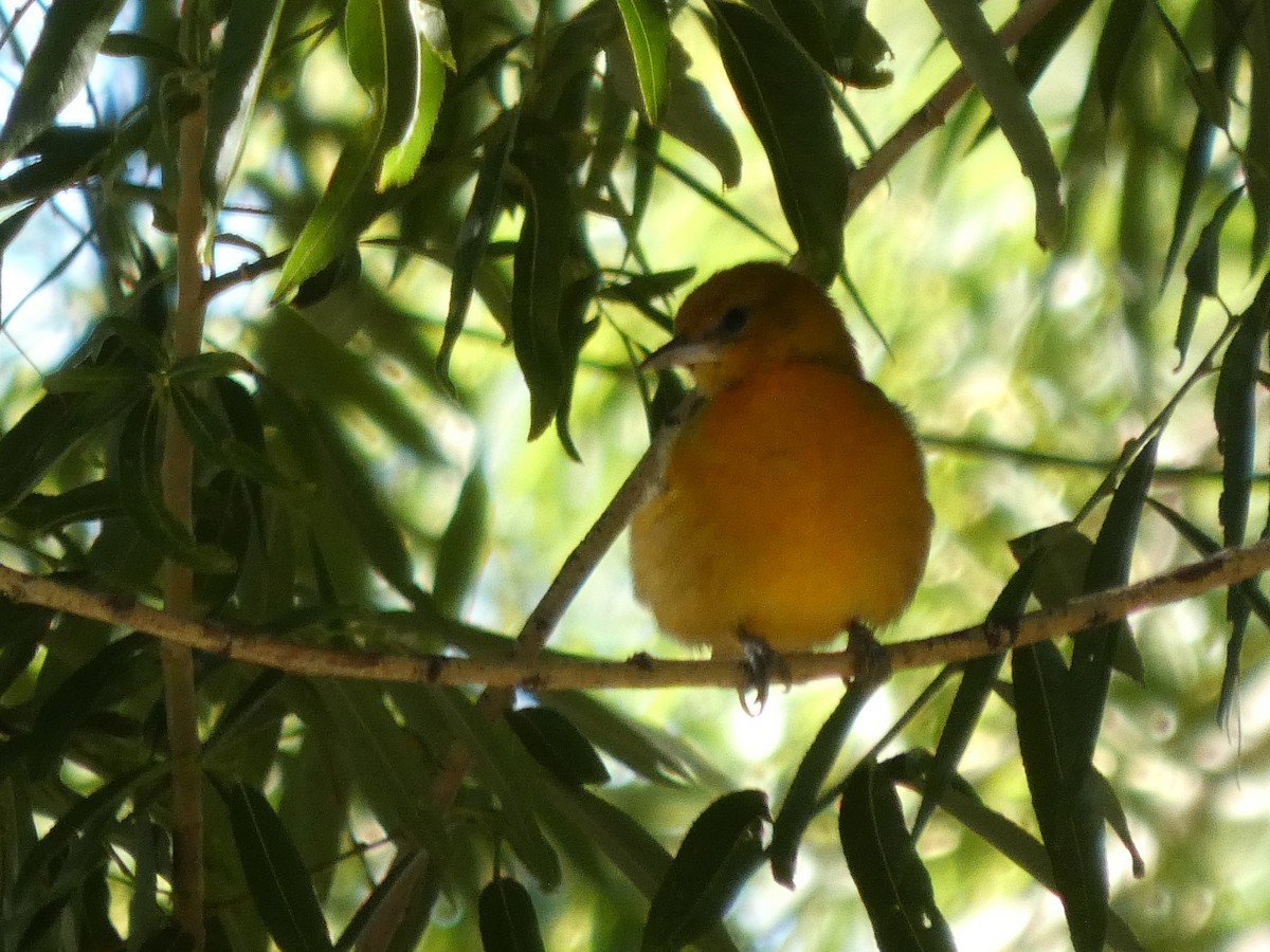 Baltimore Oriole - Christopher Rustay