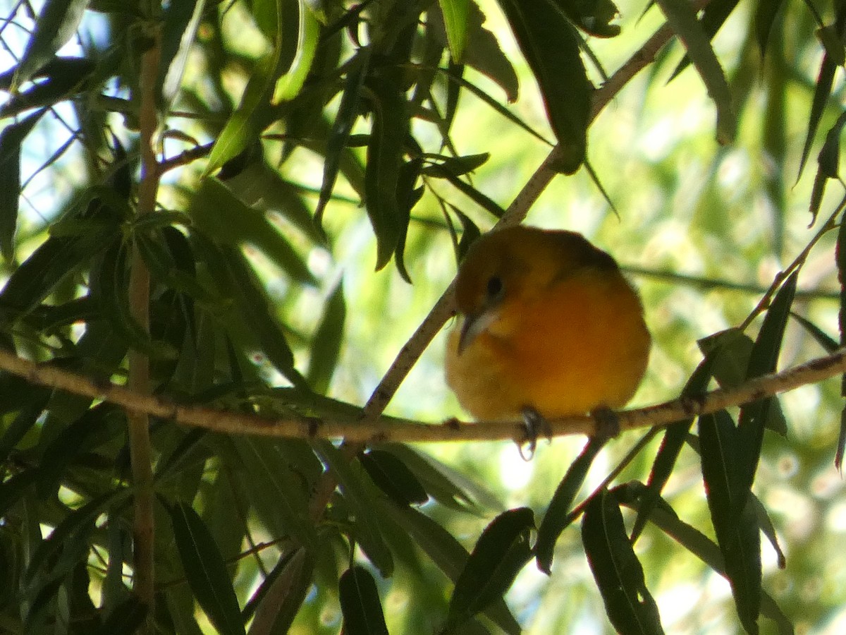 Baltimore Oriole - Christopher Rustay