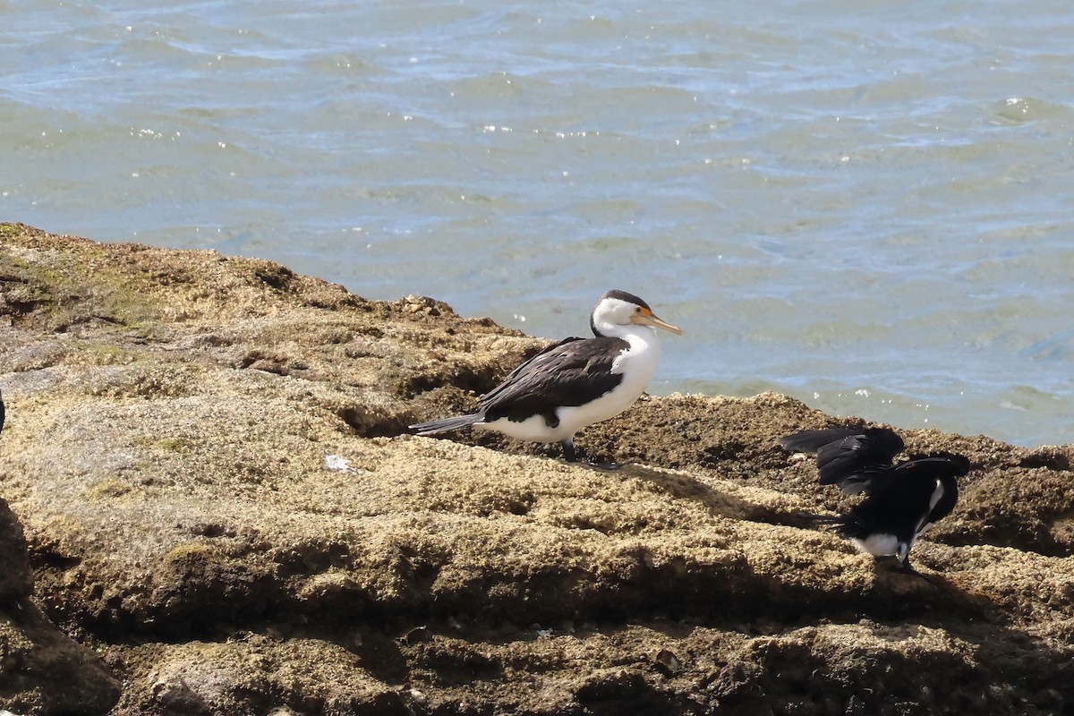 Cormorán Pío - ML623736450