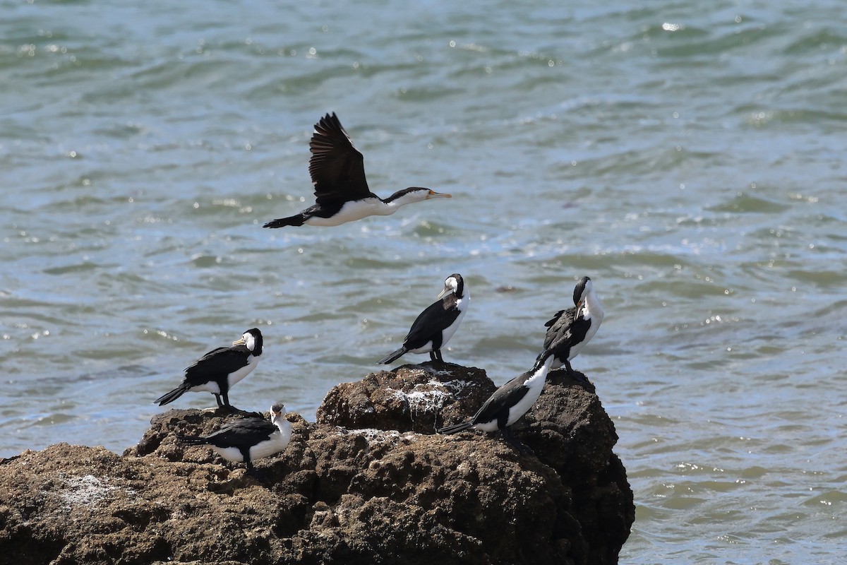 Cormorán Pío - ML623736453