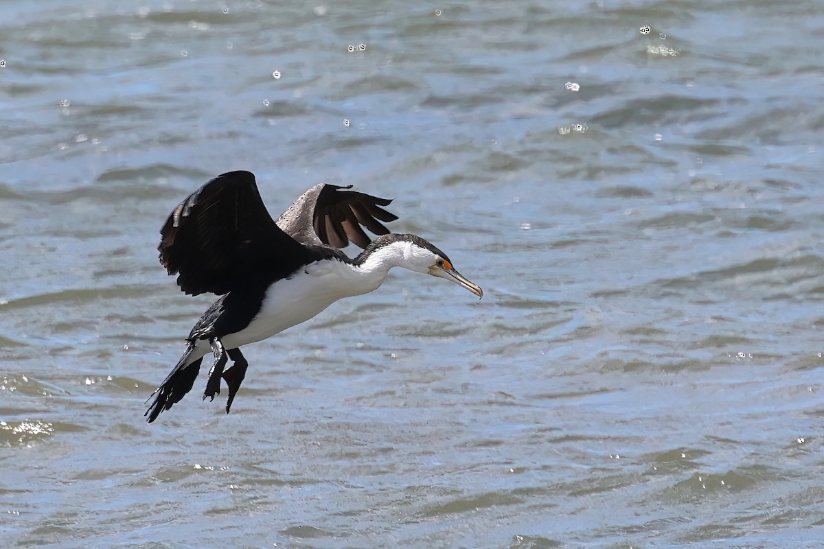 Cormorán Pío - ML623736471