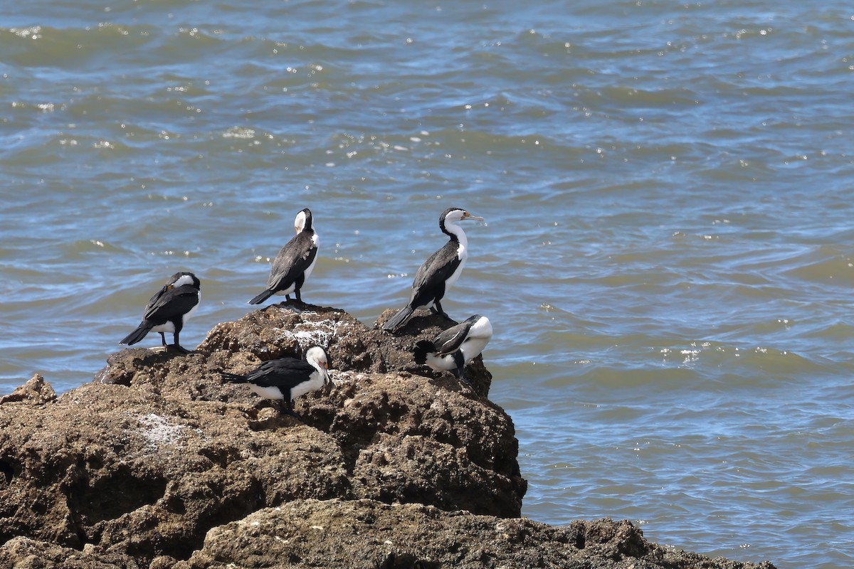 Cormorán Pío - ML623736472