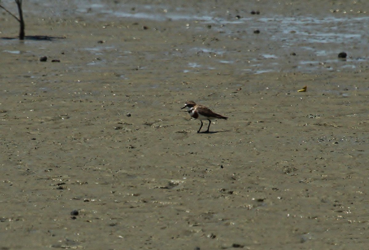 Double-banded Plover - ML623736479