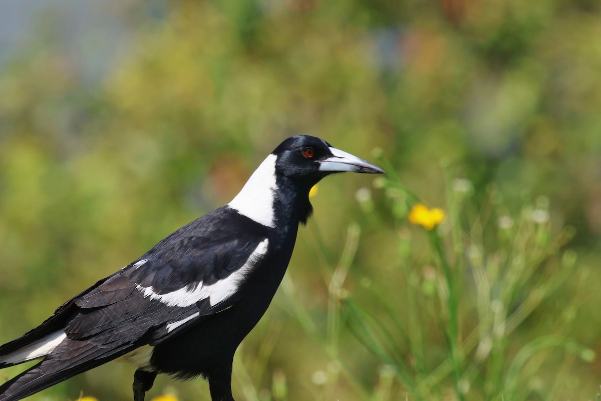 Australian Magpie - Dennis Devers