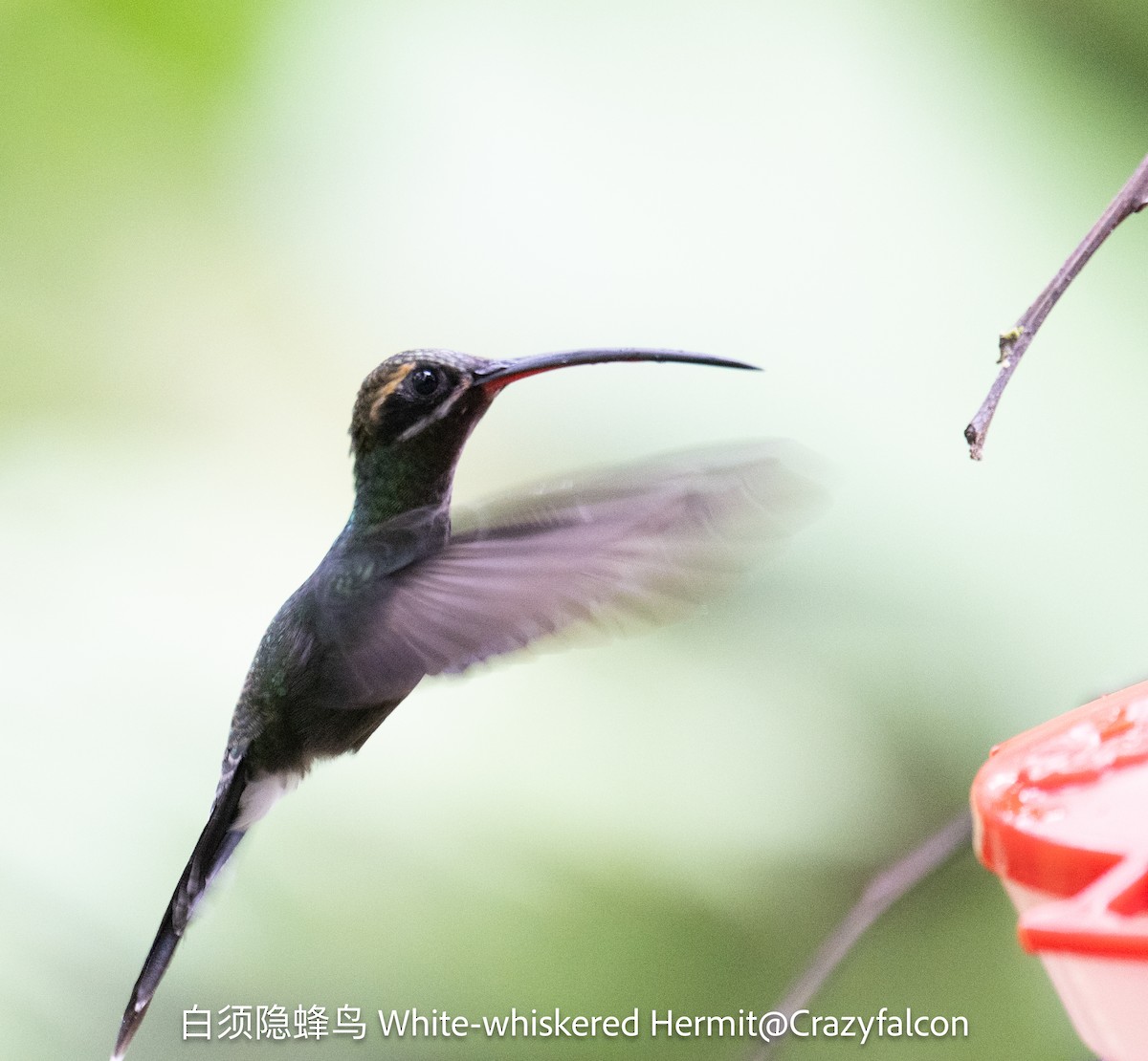 White-whiskered Hermit - ML623736485