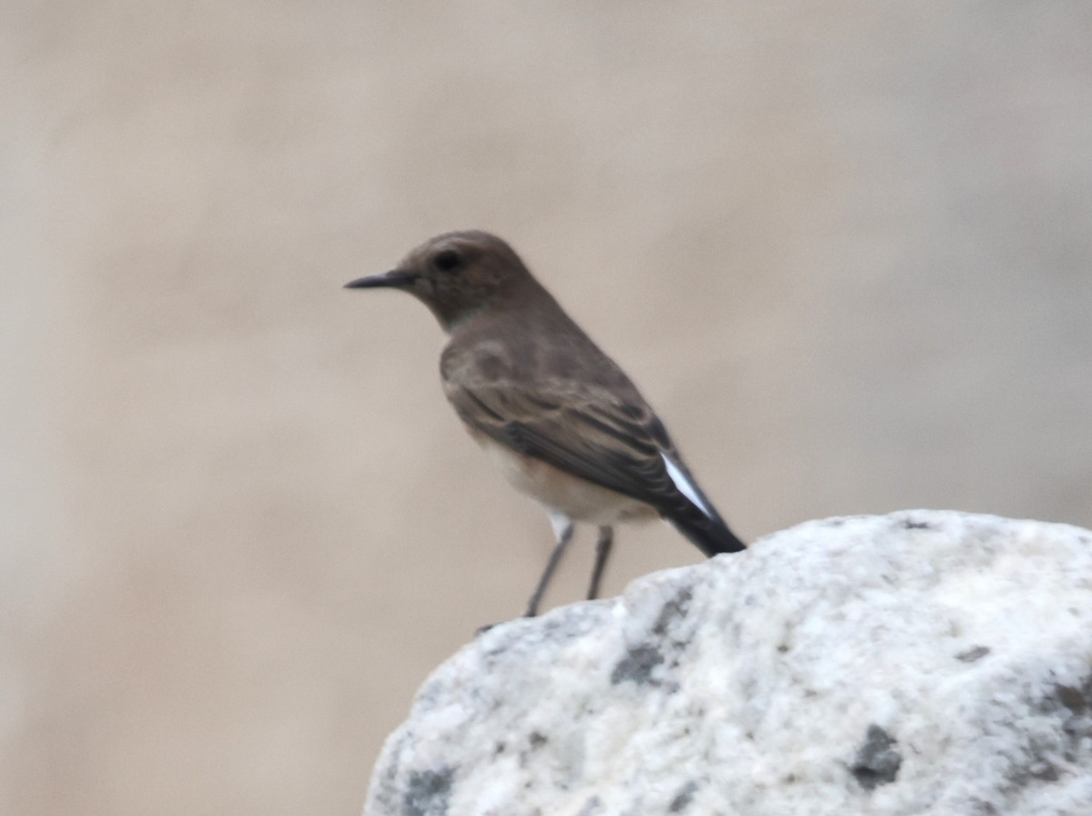 Eastern Black-eared Wheatear - ML623736542