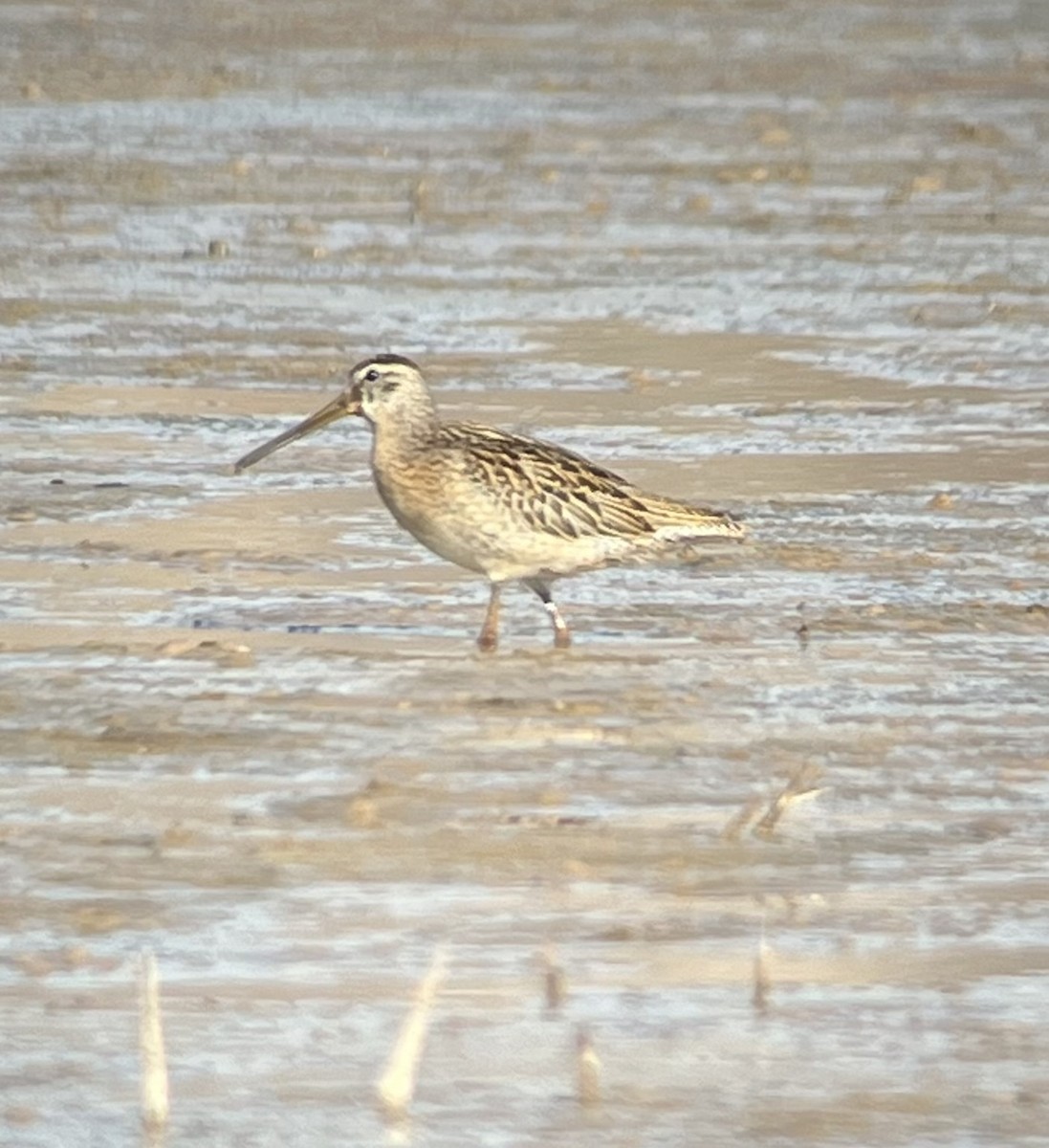 Short-billed Dowitcher - ML623736545