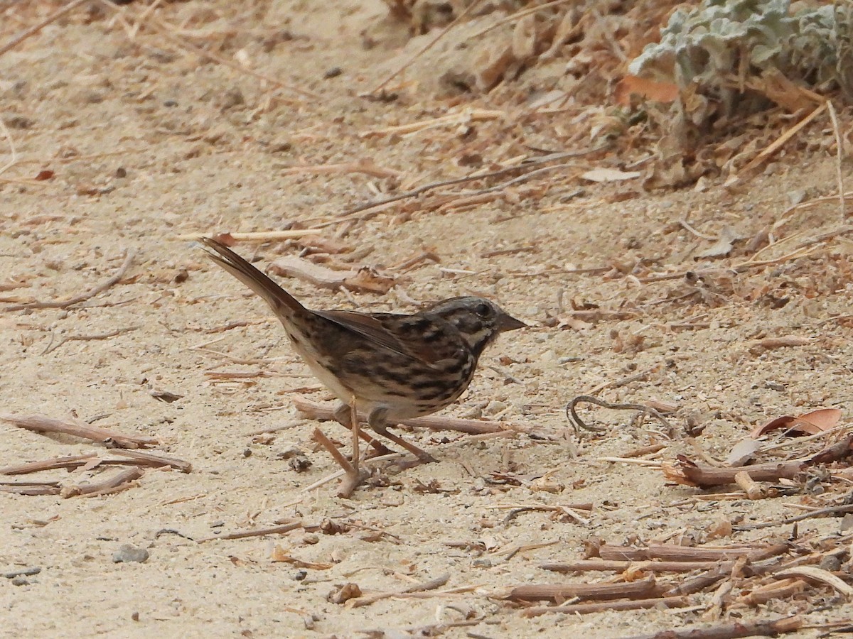 Song Sparrow - ML623736564