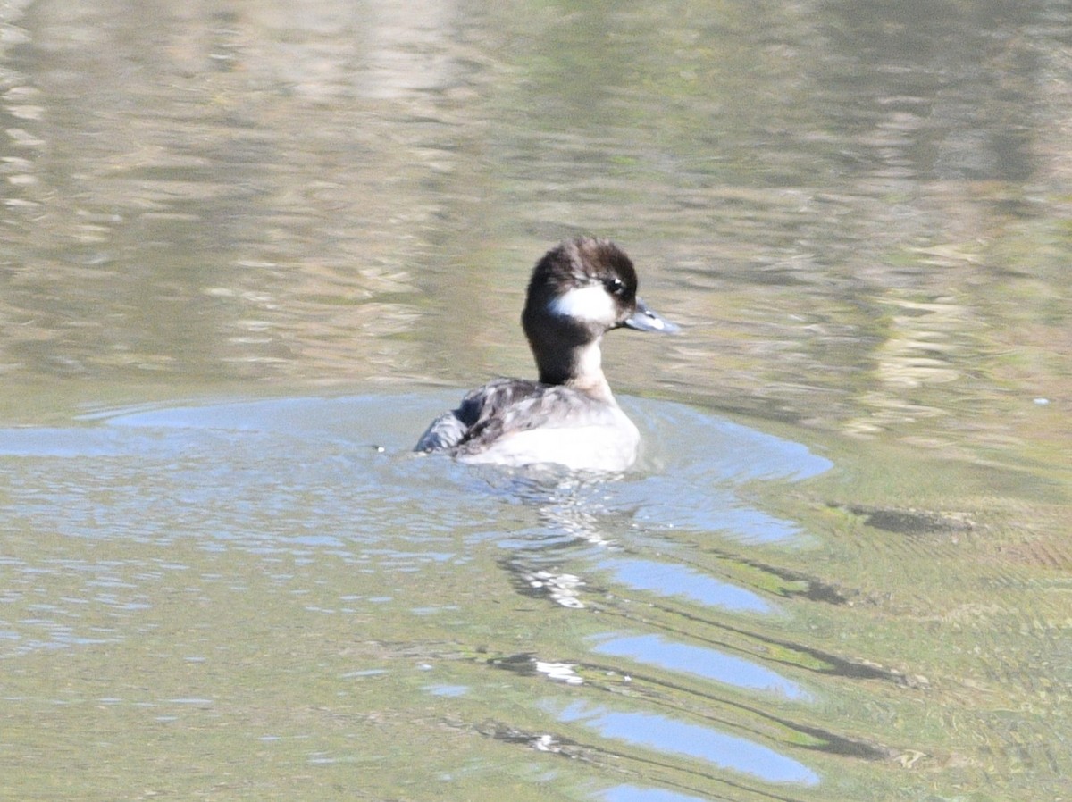 Bufflehead - ML623736580