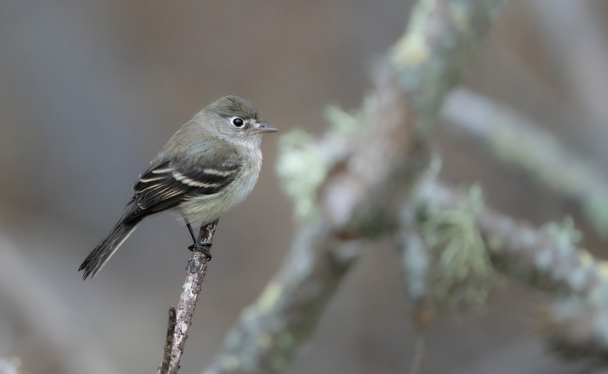 Least Flycatcher - ML623736590