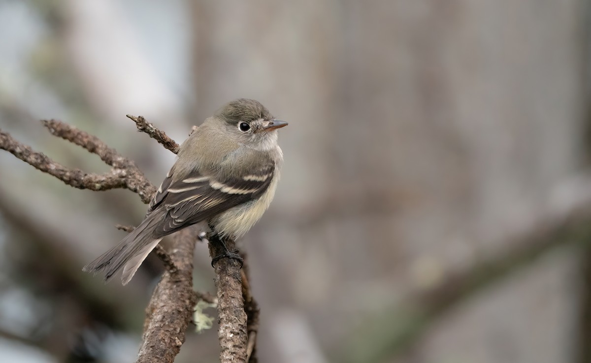 Least Flycatcher - ML623736593