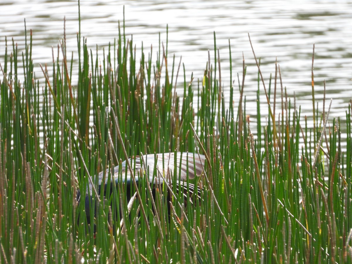 Gray-headed Swamphen - ML623736595