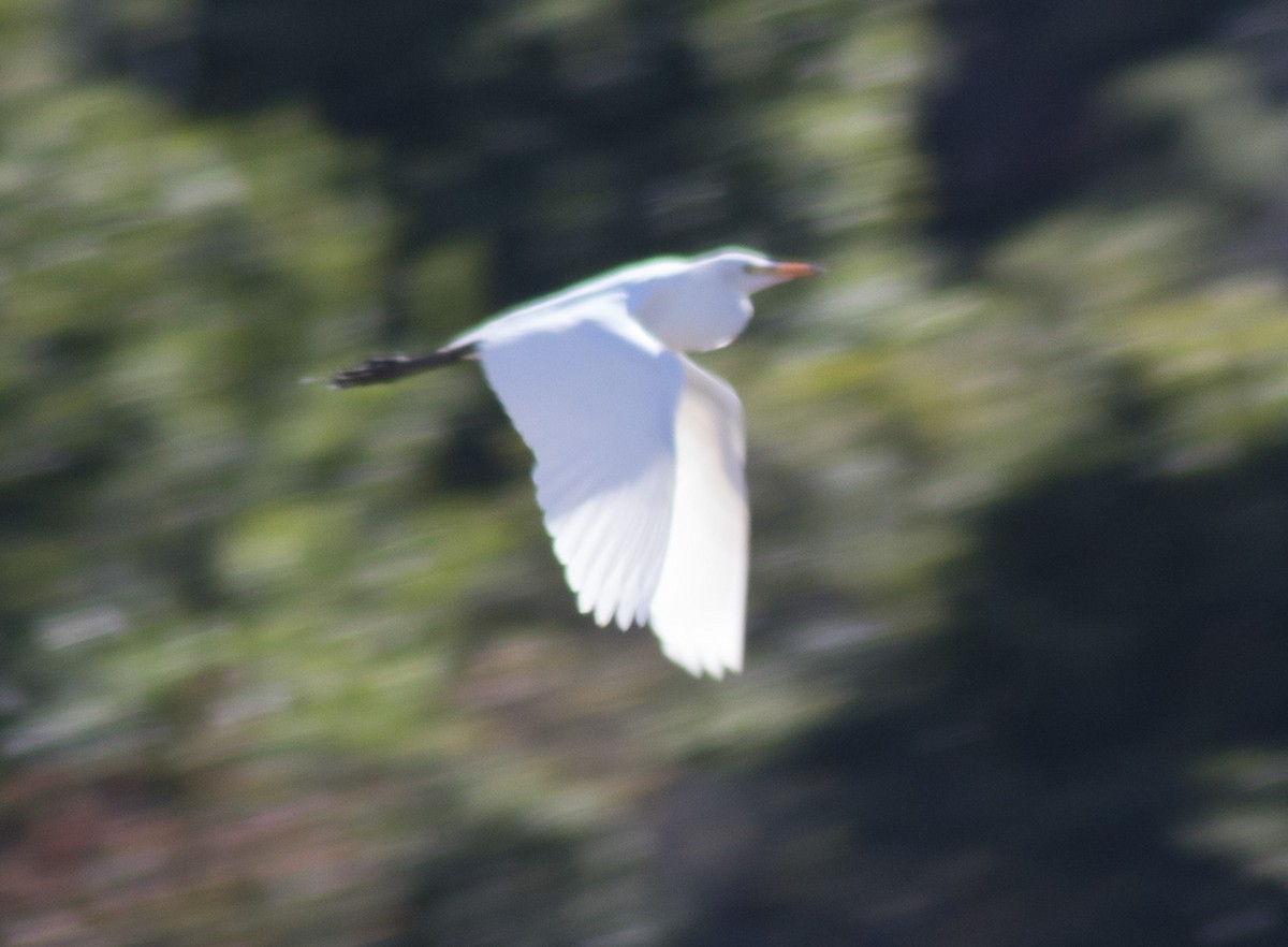 Western Cattle Egret - ML623736604