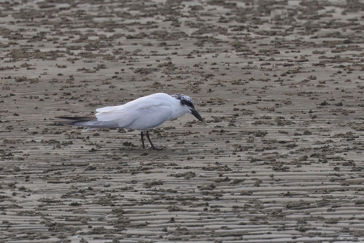 Australian Tern - Dennis Devers