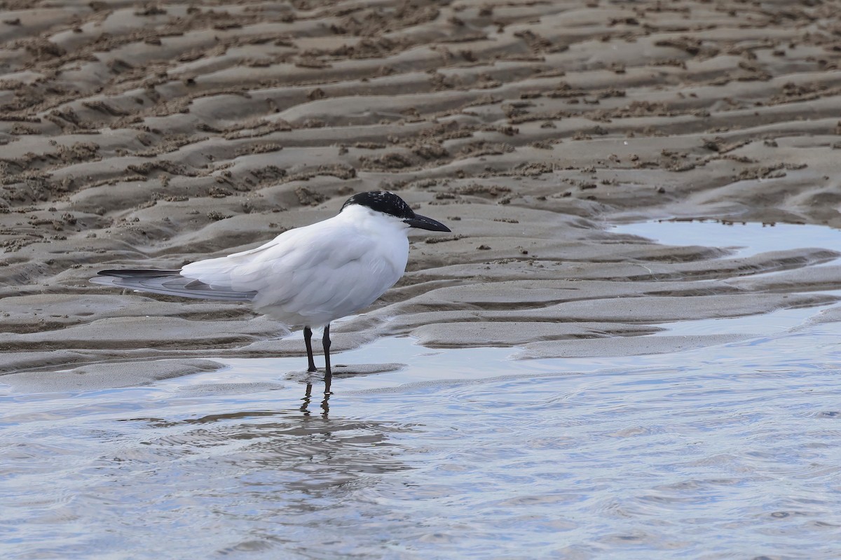 Australian Tern - ML623736606