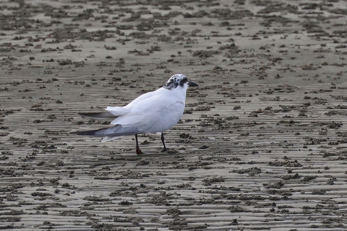 Australian Tern - ML623736607