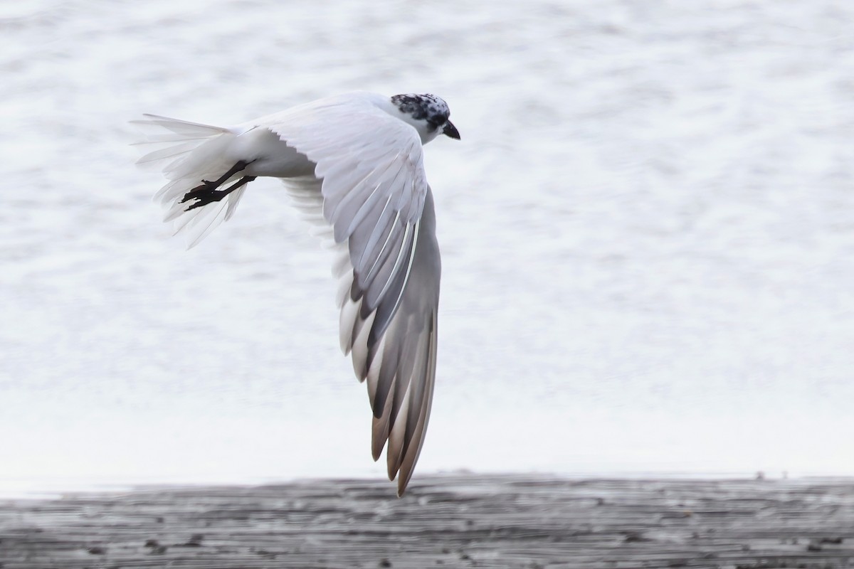 Australian Tern - ML623736618