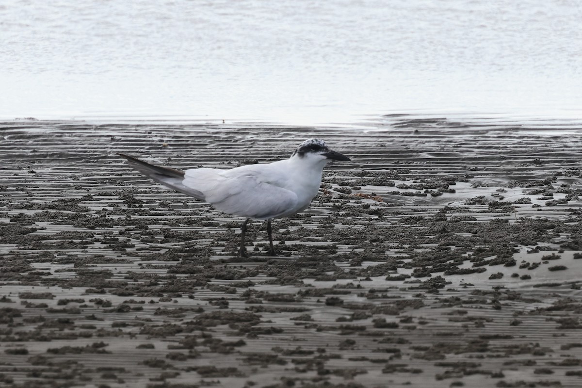 Australian Tern - ML623736619