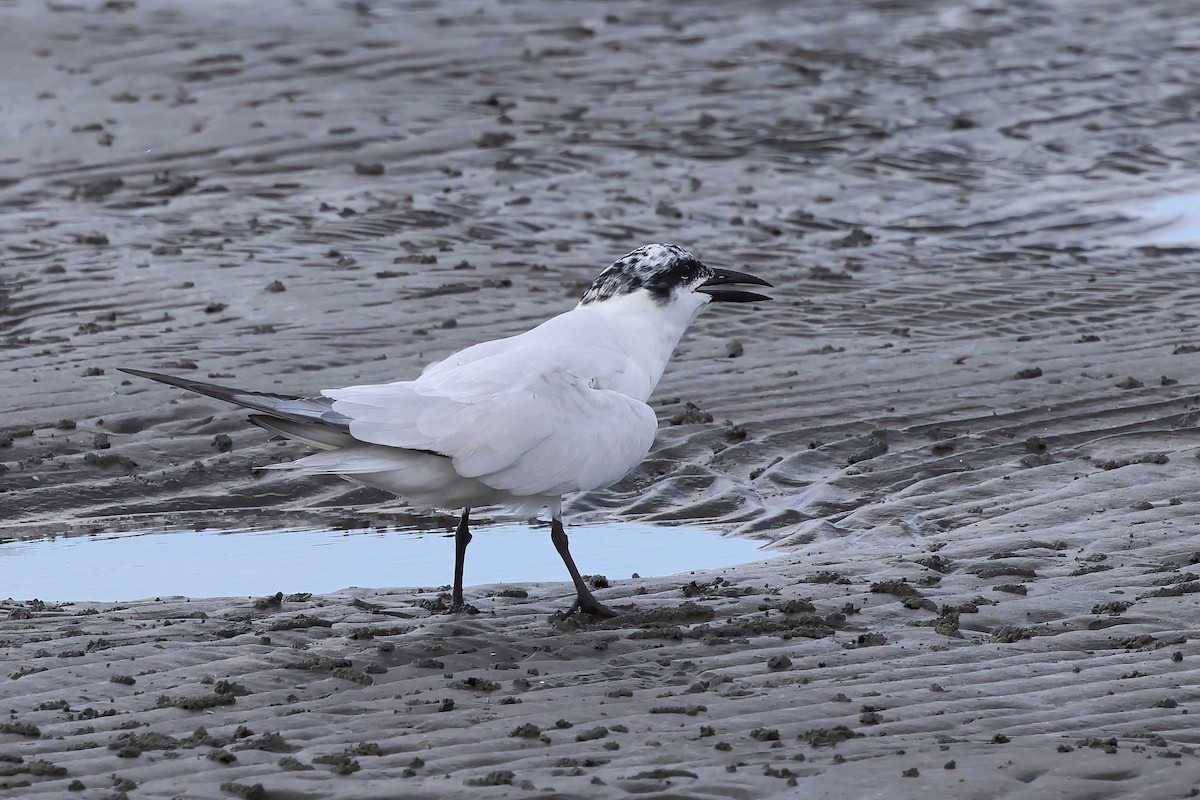 Australian Tern - ML623736636