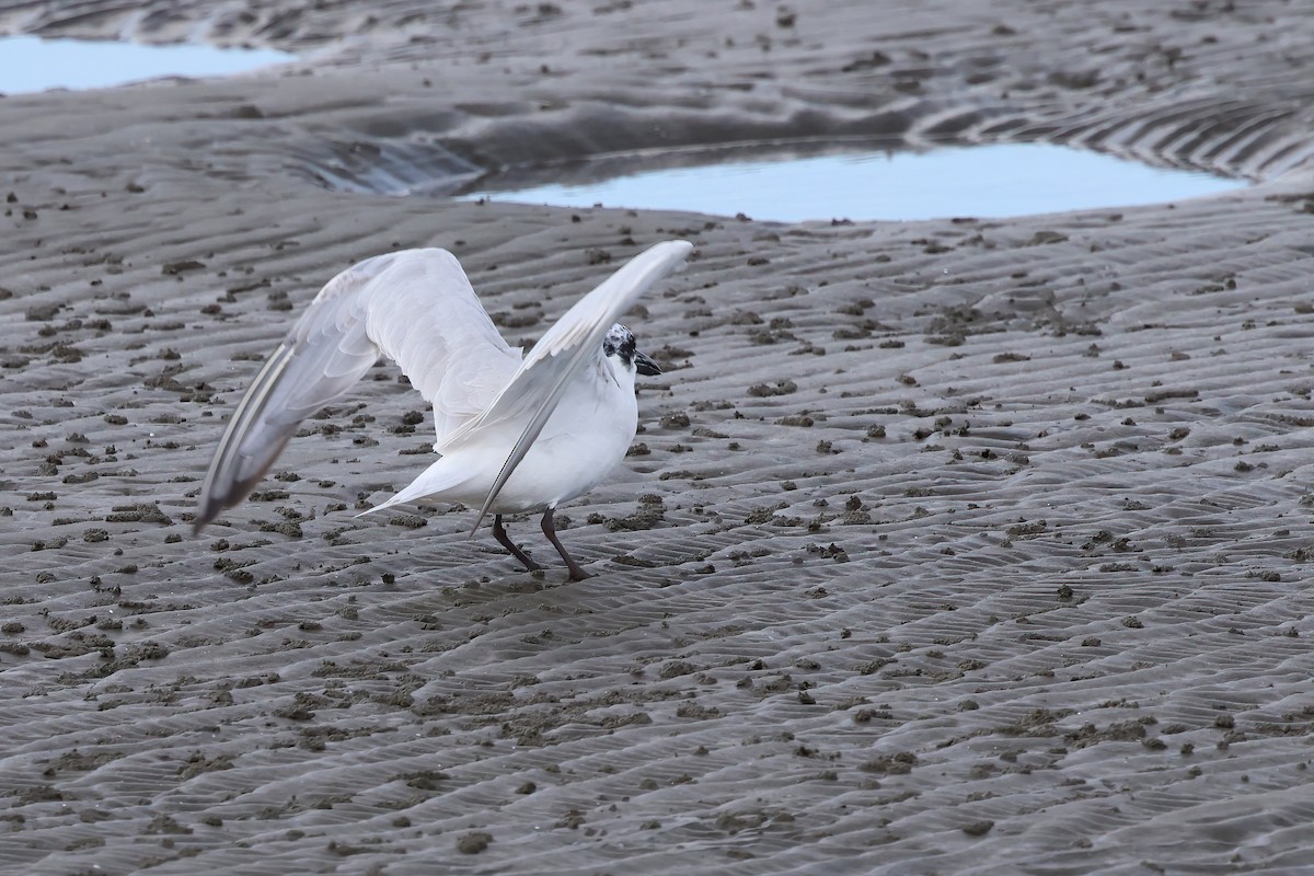 Australian Tern - ML623736637