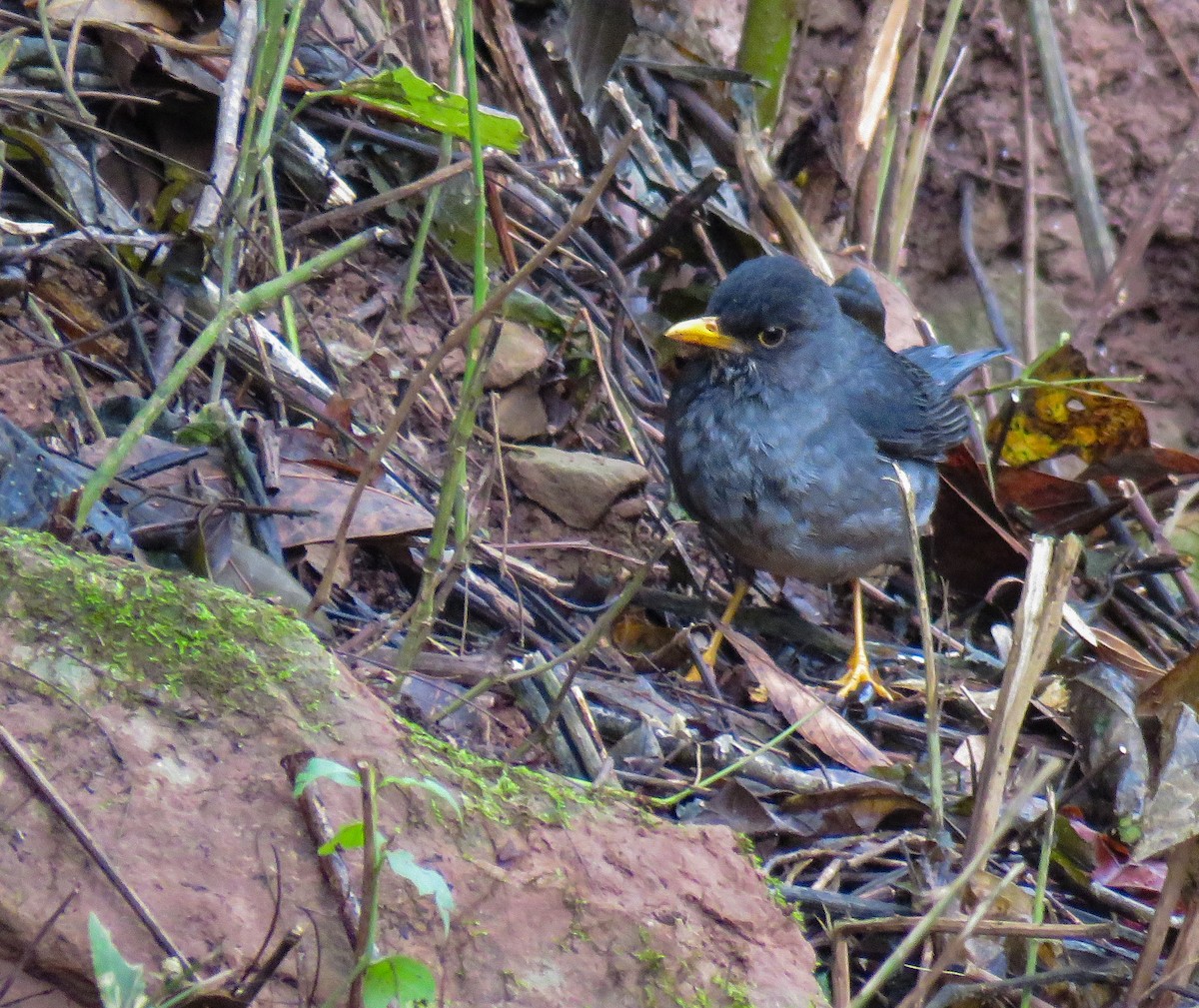 Andean Slaty Thrush - ML623736640