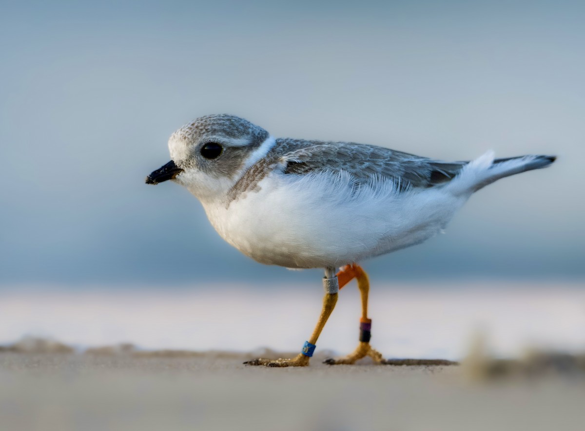 Piping Plover - ML623736666