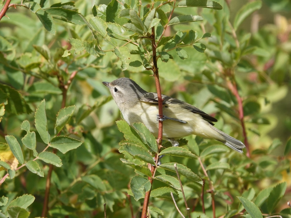 sangvireo - ML623736673