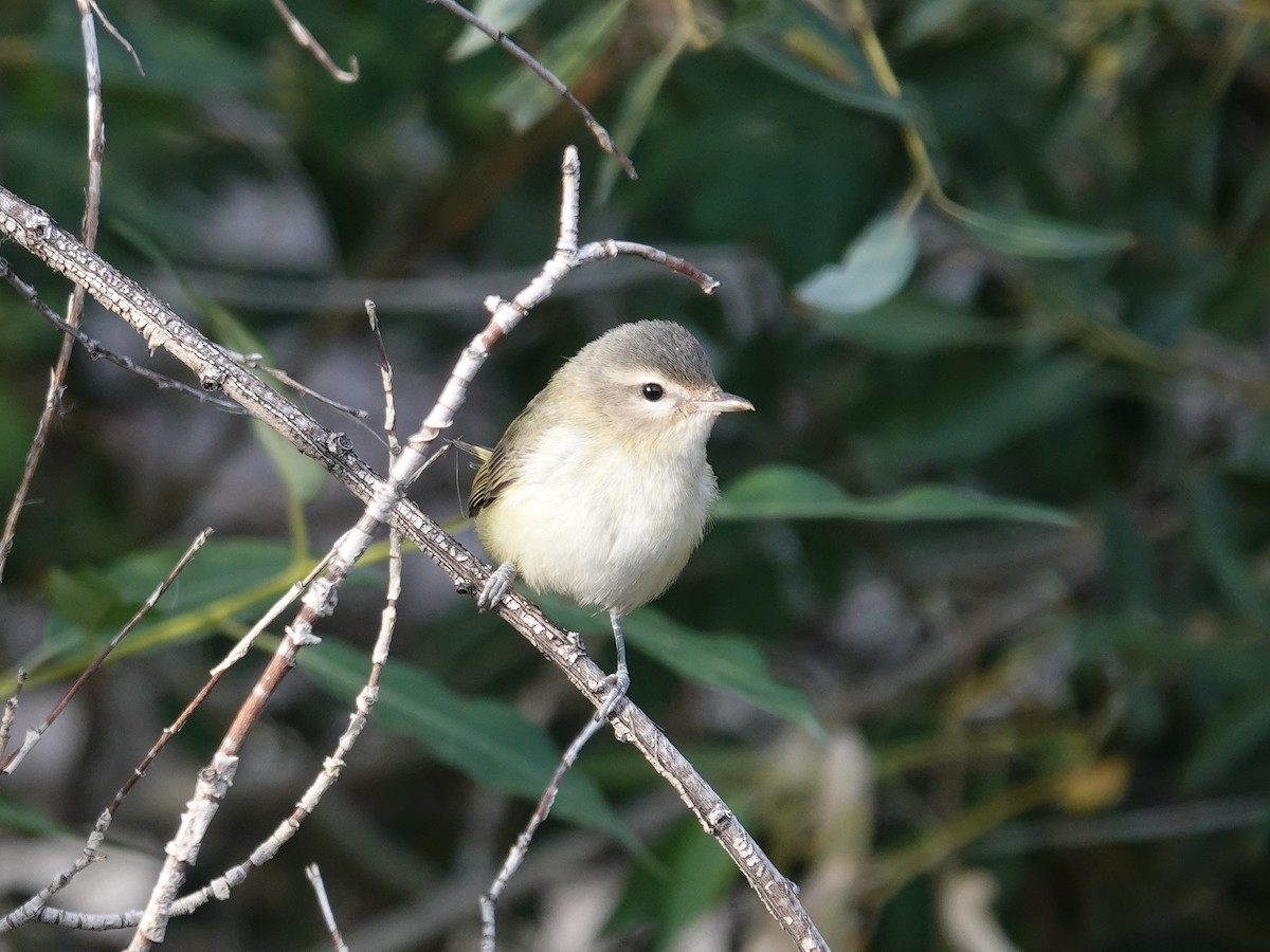 sangvireo - ML623736674