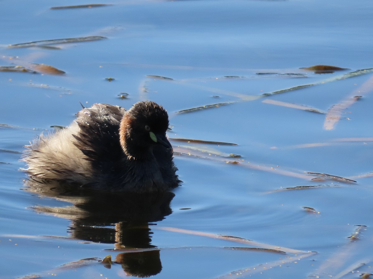 Australasian Grebe - ML623736677