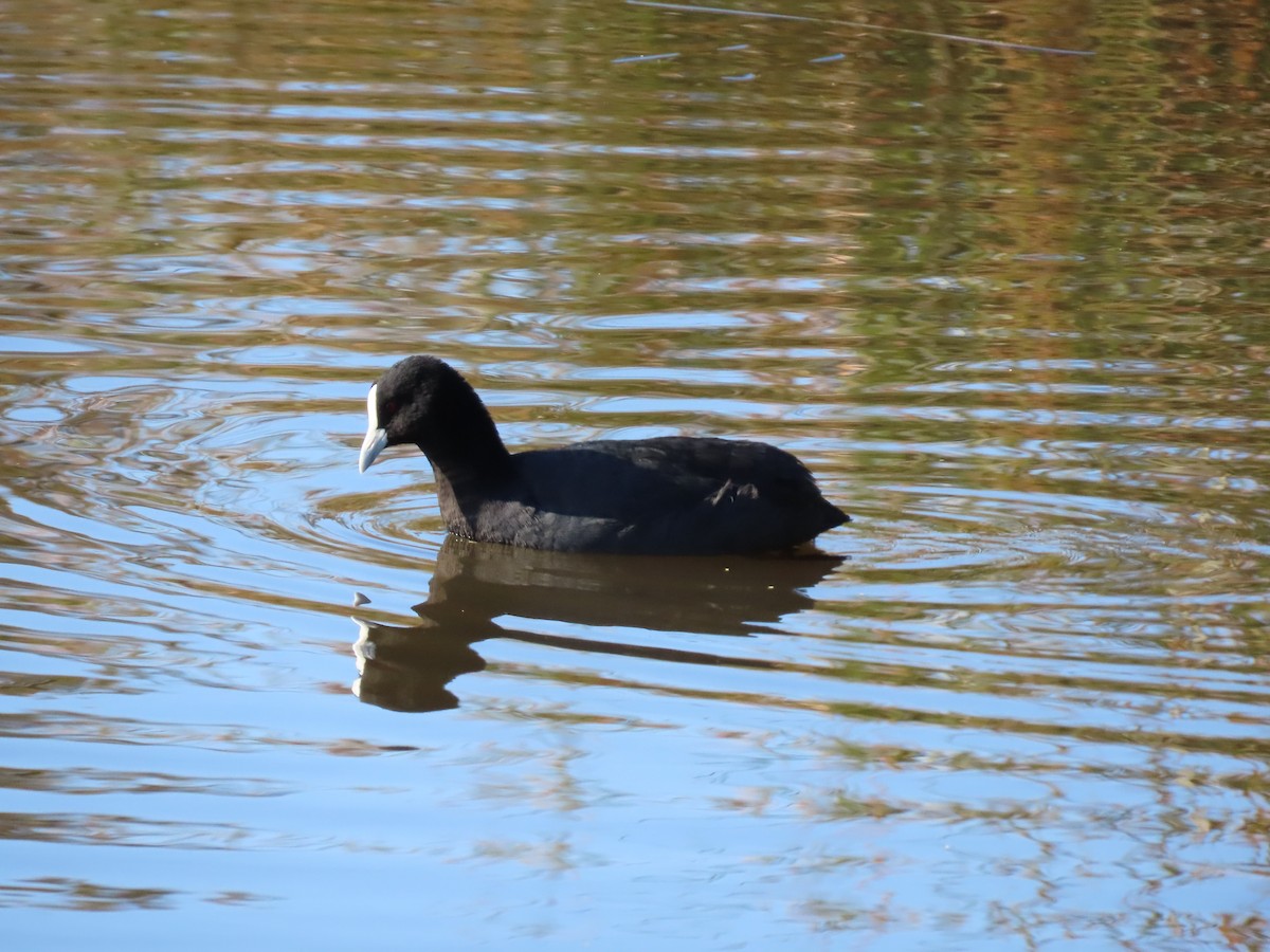 Eurasian Coot - ML623736691