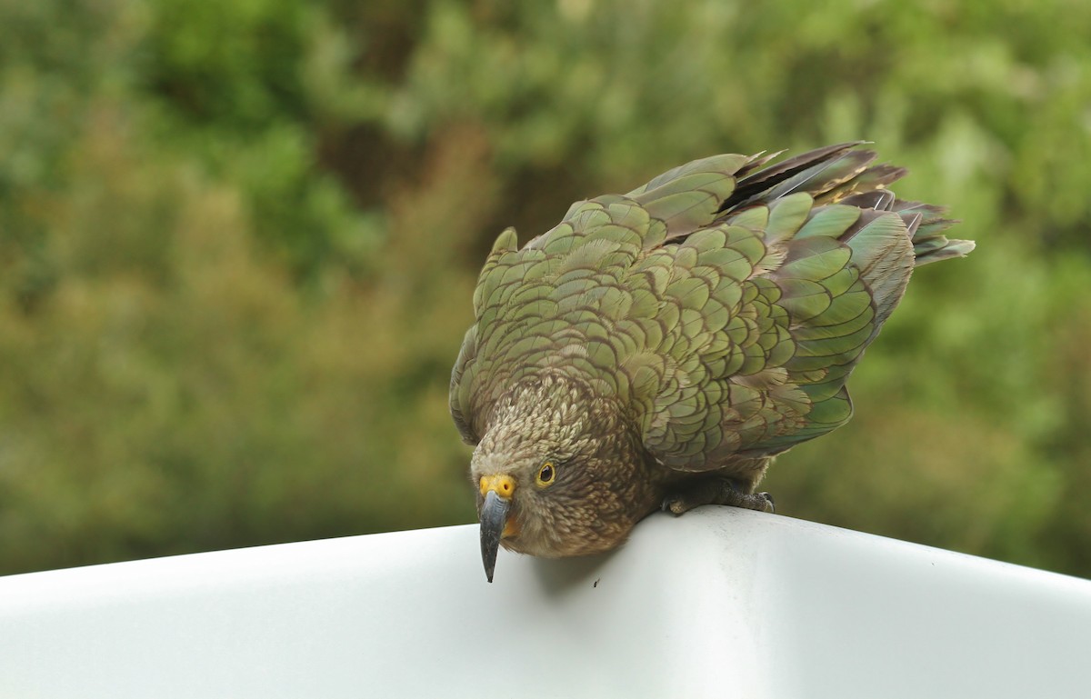 Kea - ML623736702