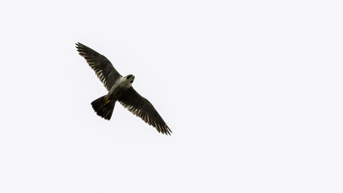 Peregrine Falcon (North American) - Robert Tizard