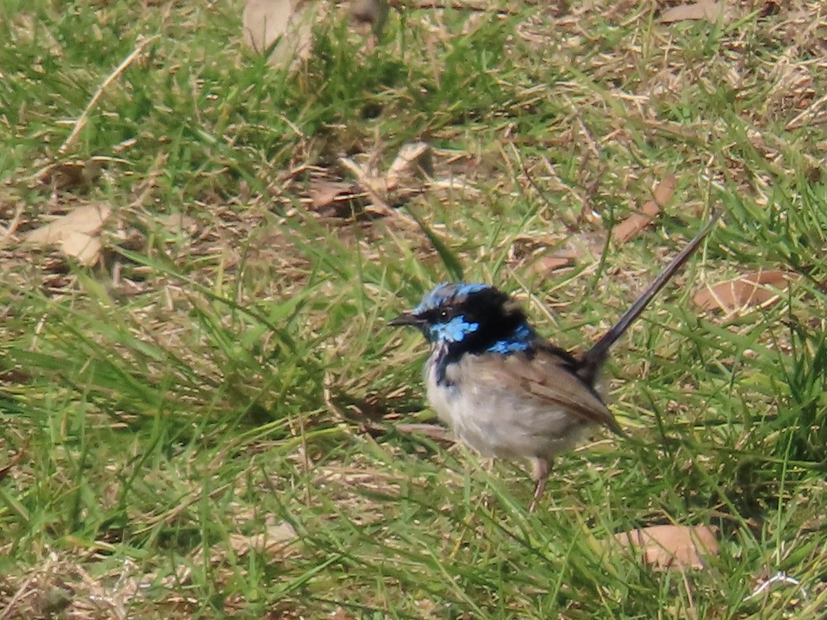 Superb Fairywren - ML623736736